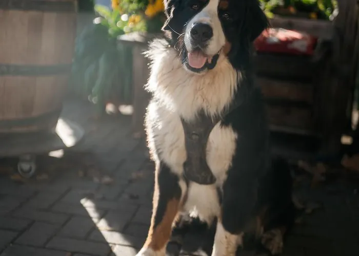 Weingut Leininger * Eibelstadt